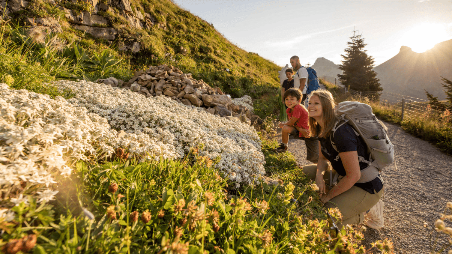 Walking the Alpine Wildflower Trails in Mürren and Enjoying a Botanical Paradise